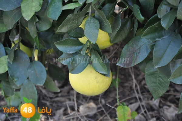 bayara visiting (16).JPG